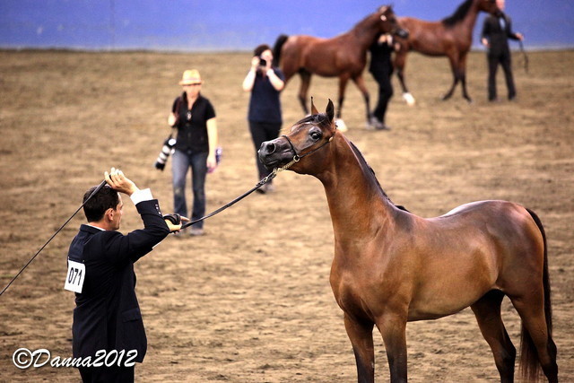 2012 East Coast Arabians Championships 25th Anniversary Show
