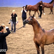 2012 East Coast Arabians Championships 25th Anniversary Show