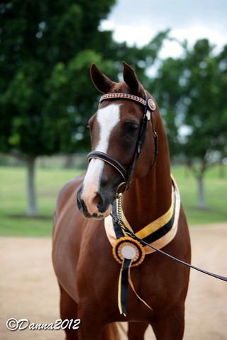 2012 East Coast Arabians Championships 25th Anniversary Show