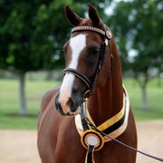 2012 East Coast Arabians Championships 25th Anniversary Show