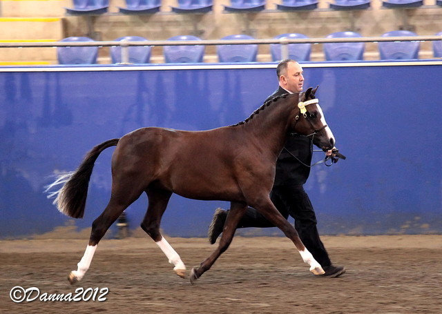 2012 East Coast Arabians Championships 25th Anniversary Show