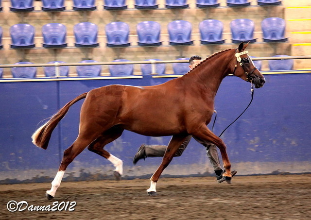 2012 East Coast Arabians Championships 25th Anniversary Show