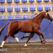 2012 East Coast Arabians Championships 25th Anniversary Show