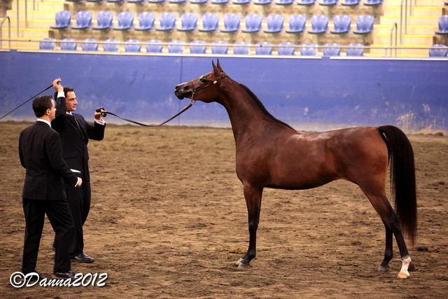 2012 East Coast Arabians Championships 25th Anniversary Show