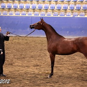 2012 East Coast Arabians Championships 25th Anniversary Show