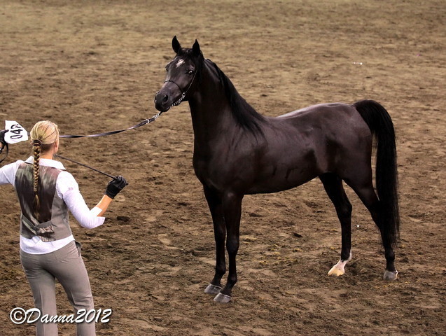2012 East Coast Arabians Championships 25th Anniversary Show