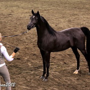 2012 East Coast Arabians Championships 25th Anniversary Show