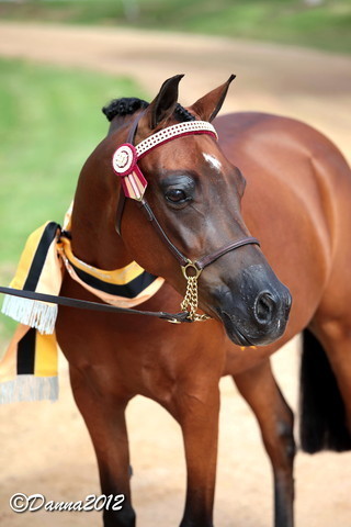2012 East Coast Arabians Championships 25th Anniversary Show