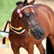 2012 East Coast Arabians Championships 25th Anniversary Show