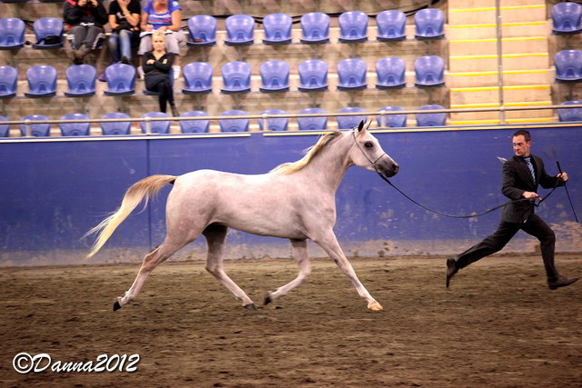 2012 East Coast Arabians Championships 25th Anniversary Show