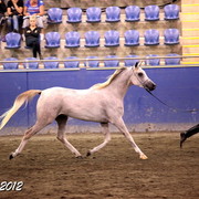 2012 East Coast Arabians Championships 25th Anniversary Show