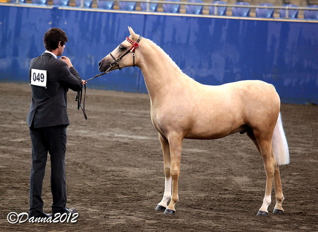 2012 East Coast Arabians Championships 25th Anniversary Show