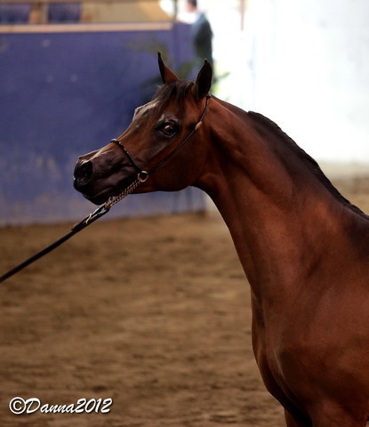 2012 East Coast Arabians Championships 25th Anniversary Show