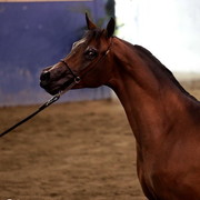 2012 East Coast Arabians Championships 25th Anniversary Show