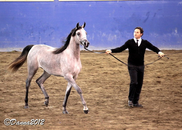 2012 East Coast Arabians Championships 25th Anniversary Show