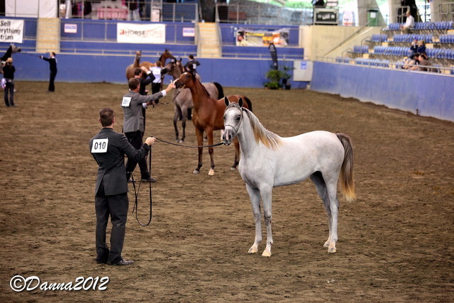 2012 East Coast Arabians Championships 25th Anniversary Show
