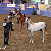 2012 East Coast Arabians Championships 25th Anniversary Show