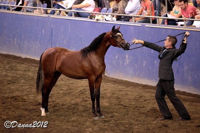 2012 East Coast Arabians Championships 25th Anniversary Show