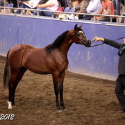 2012 East Coast Arabians Championships 25th Anniversary Show