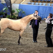 2012 East Coast Arabians Championships 25th Anniversary Show