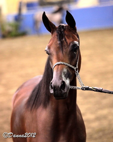 2012 East Coast Arabians Championships 25th Anniversary Show