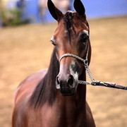2012 East Coast Arabians Championships 25th Anniversary Show