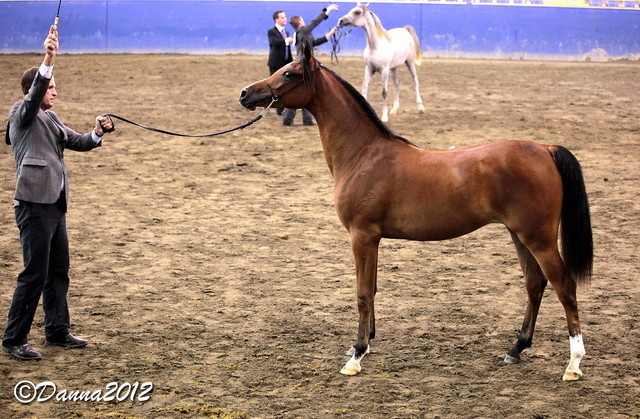 2012 East Coast Arabians Championships 25th Anniversary Show
