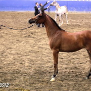 2012 East Coast Arabians Championships 25th Anniversary Show