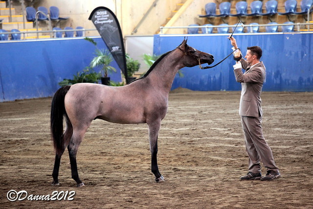 2012 East Coast Arabians Championships 25th Anniversary Show