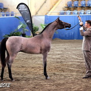 2012 East Coast Arabians Championships 25th Anniversary Show