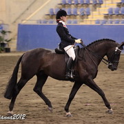 2012 East Coast Arabian Championships - Day 2