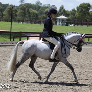 2012 East Coast Arabian Championships - Day 2