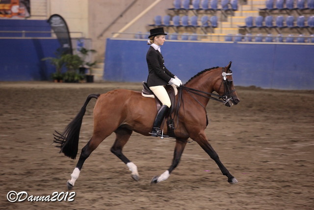 2012 East Coast Arabian Championships - Day 2