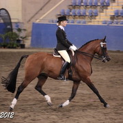 2012 East Coast Arabian Championships - Day 2