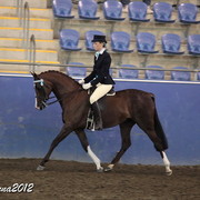 2012 East Coast Arabian Championships - Day 2