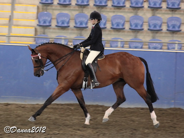 2012 East Coast Arabian Championships - Day 2