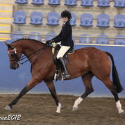 2012 East Coast Arabian Championships - Day 2