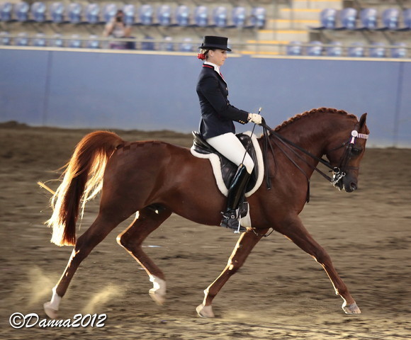 2012 East Coast Arabian Championships - Day 2