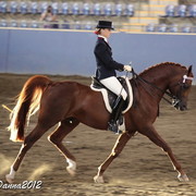 2012 East Coast Arabian Championships - Day 2
