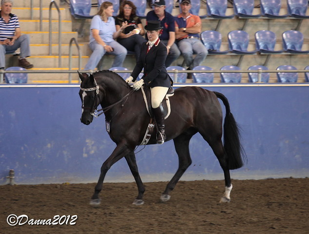 2012 East Coast Arabian Championships - Day 2