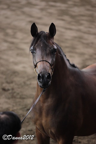 2012 East Coast Arabian Championships - Day 2