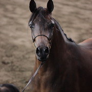 2012 East Coast Arabian Championships - Day 2