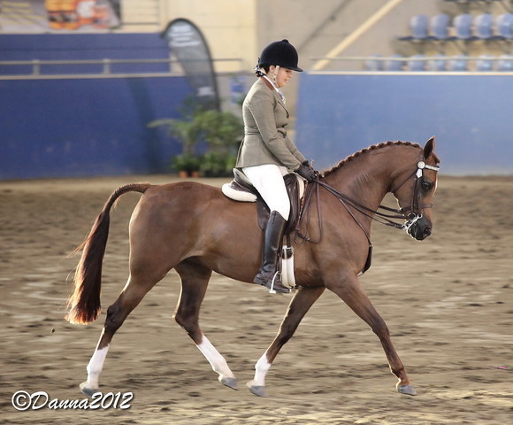 2012 East Coast Arabian Championships - Day 2