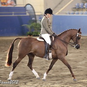 2012 East Coast Arabian Championships - Day 2