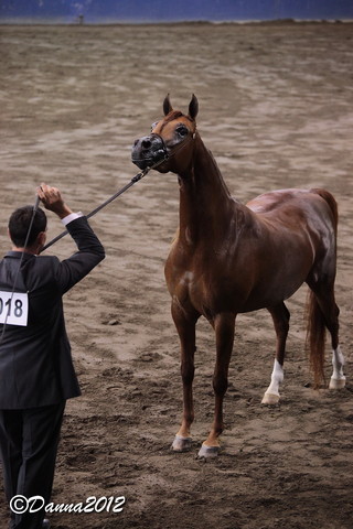 2012 East Coast Arabian Championships - Day 2