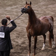 2012 East Coast Arabian Championships - Day 2