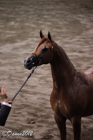 2012 East Coast Arabian Championships - Day 2