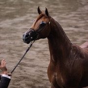 2012 East Coast Arabian Championships - Day 2