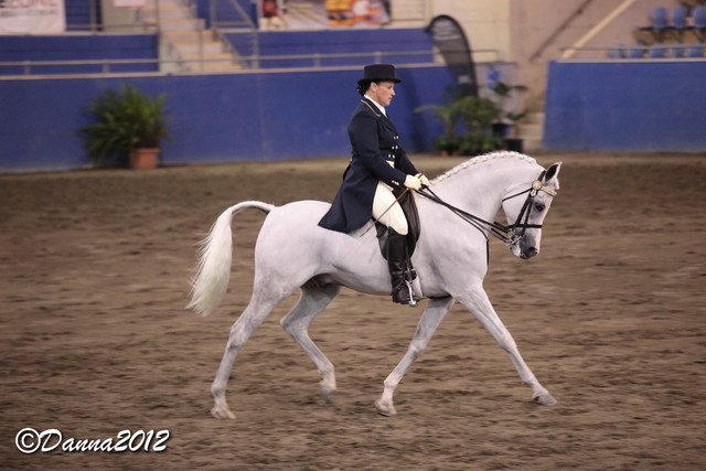 2012 East Coast Arabian Championships - Day 2