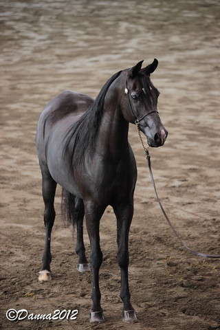 2012 East Coast Arabian Championships - Day 2